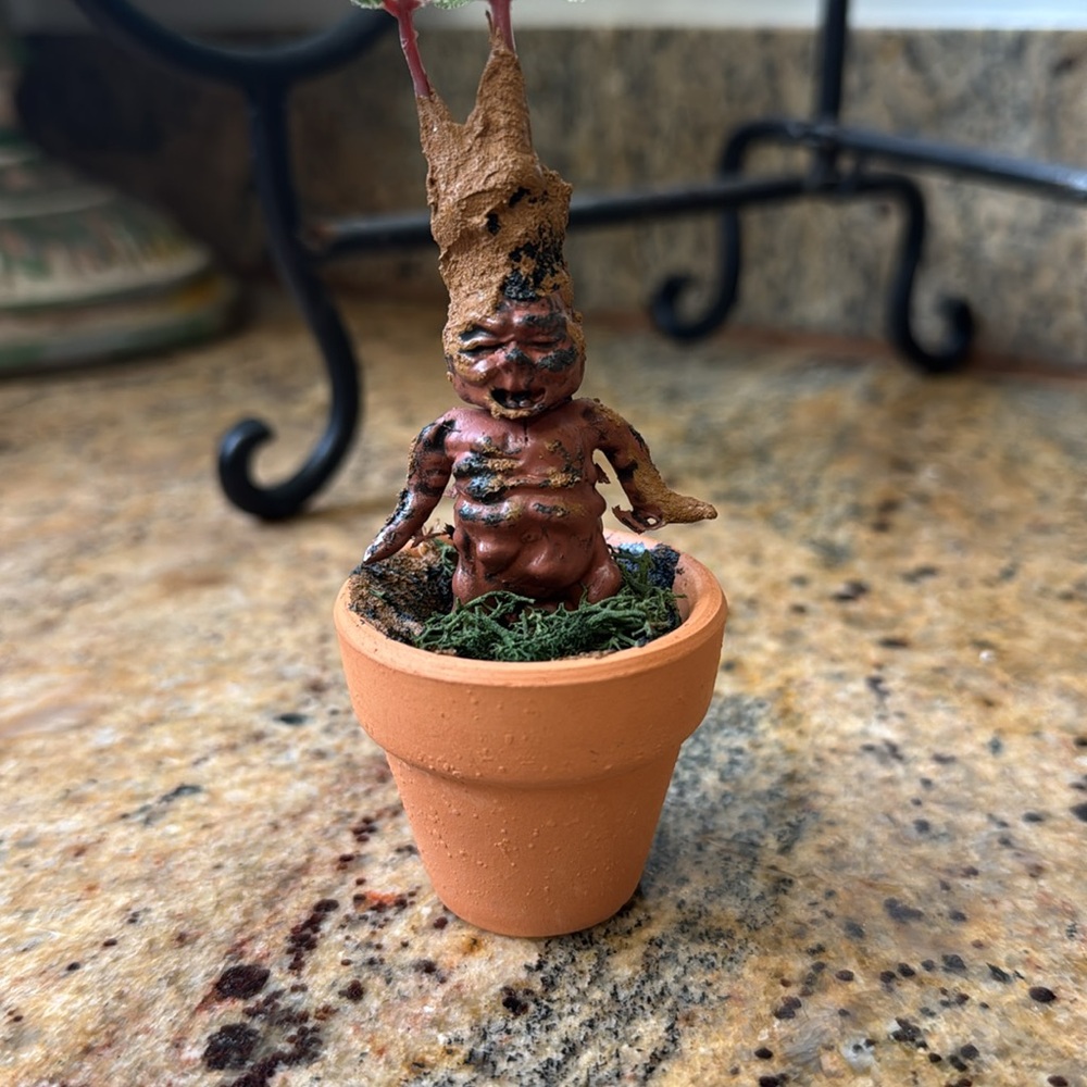 Mandrake Root - Picture 2 of 2